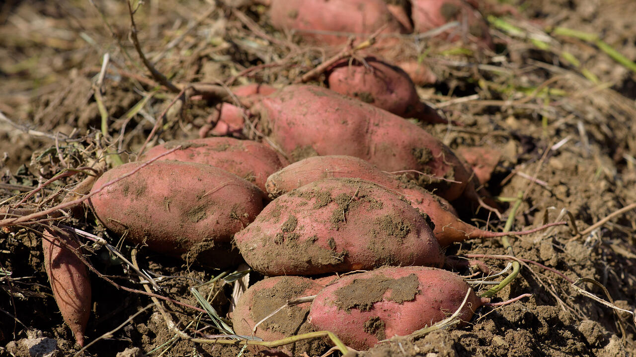 A close-up photo of a pile of sweet potatoes.