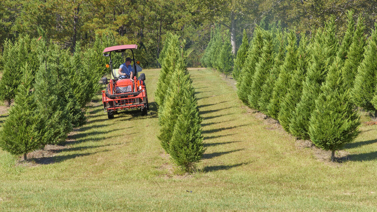 A man on a tractor drives through Christmas trees.