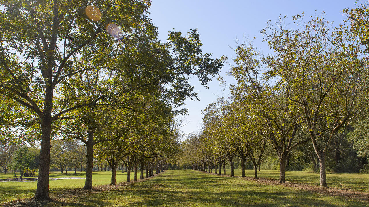 Two rows of trees extend into the distance.