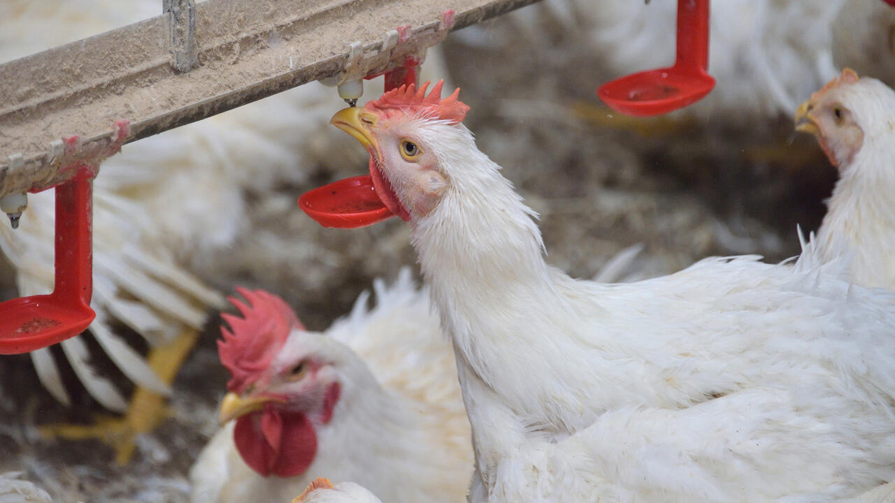 Chicken drinks water droplets from a nipple waterer.