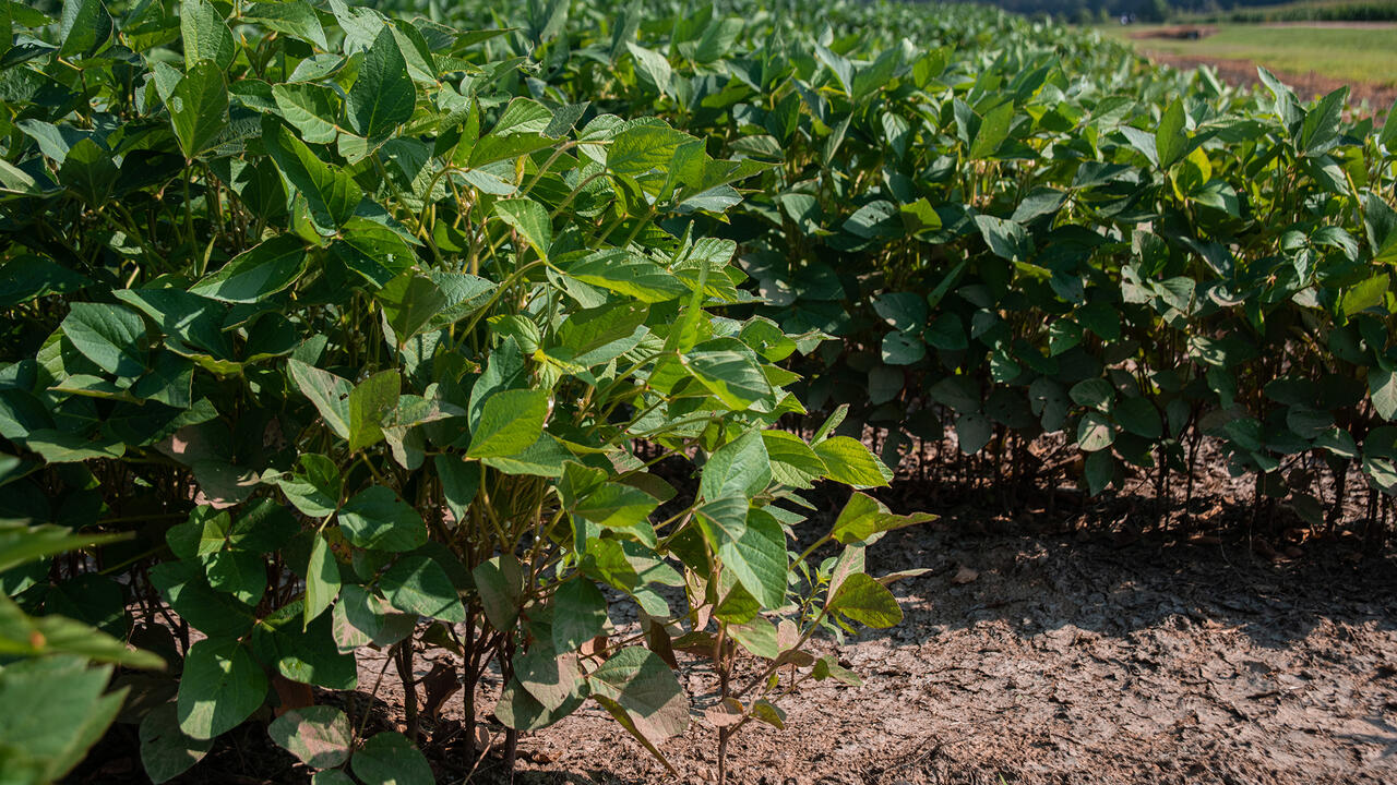 Lush soybean plants grow in rows.