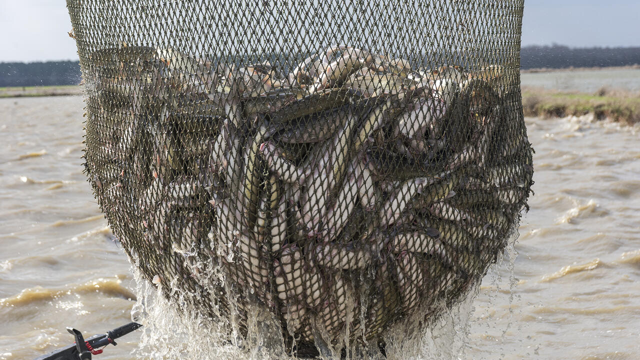 A batch of live catfish is caught in a net.