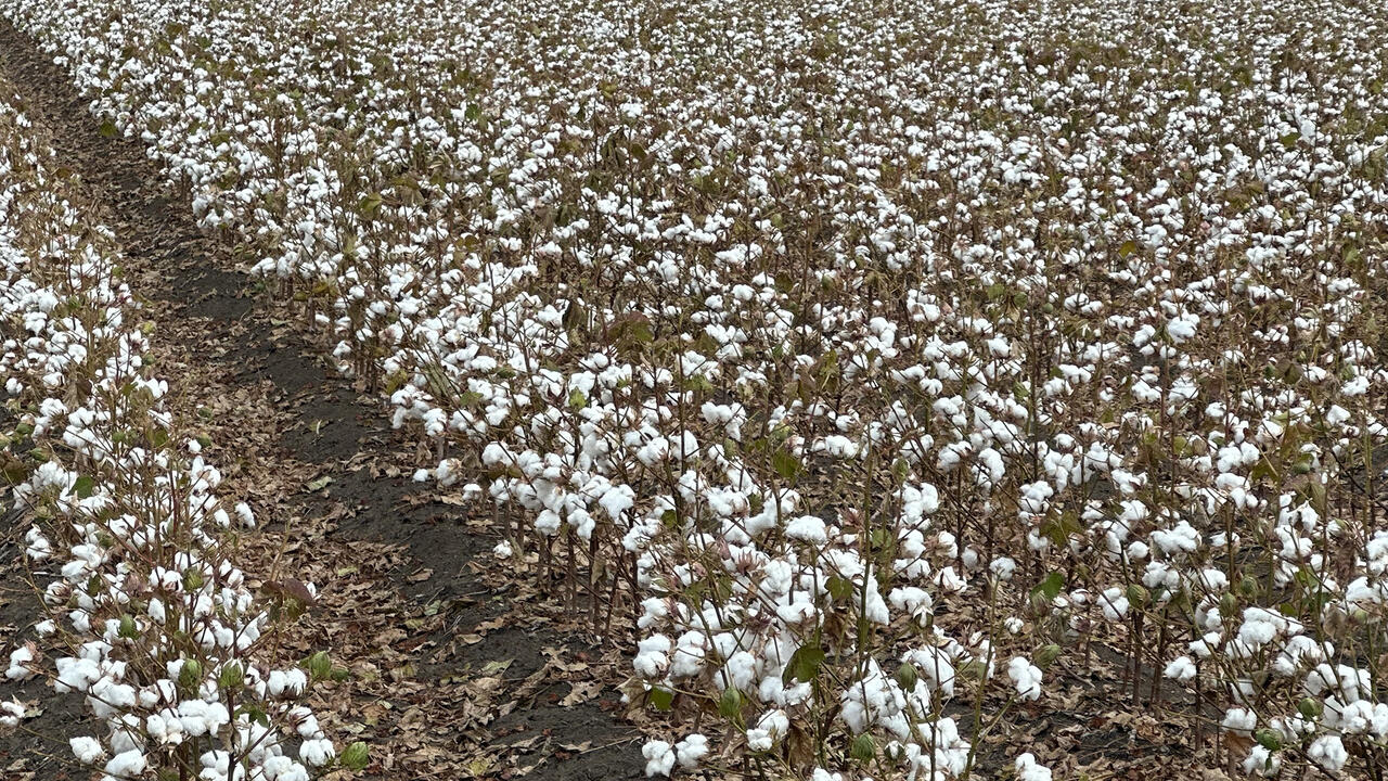 Bare plants are covered in white cotton.