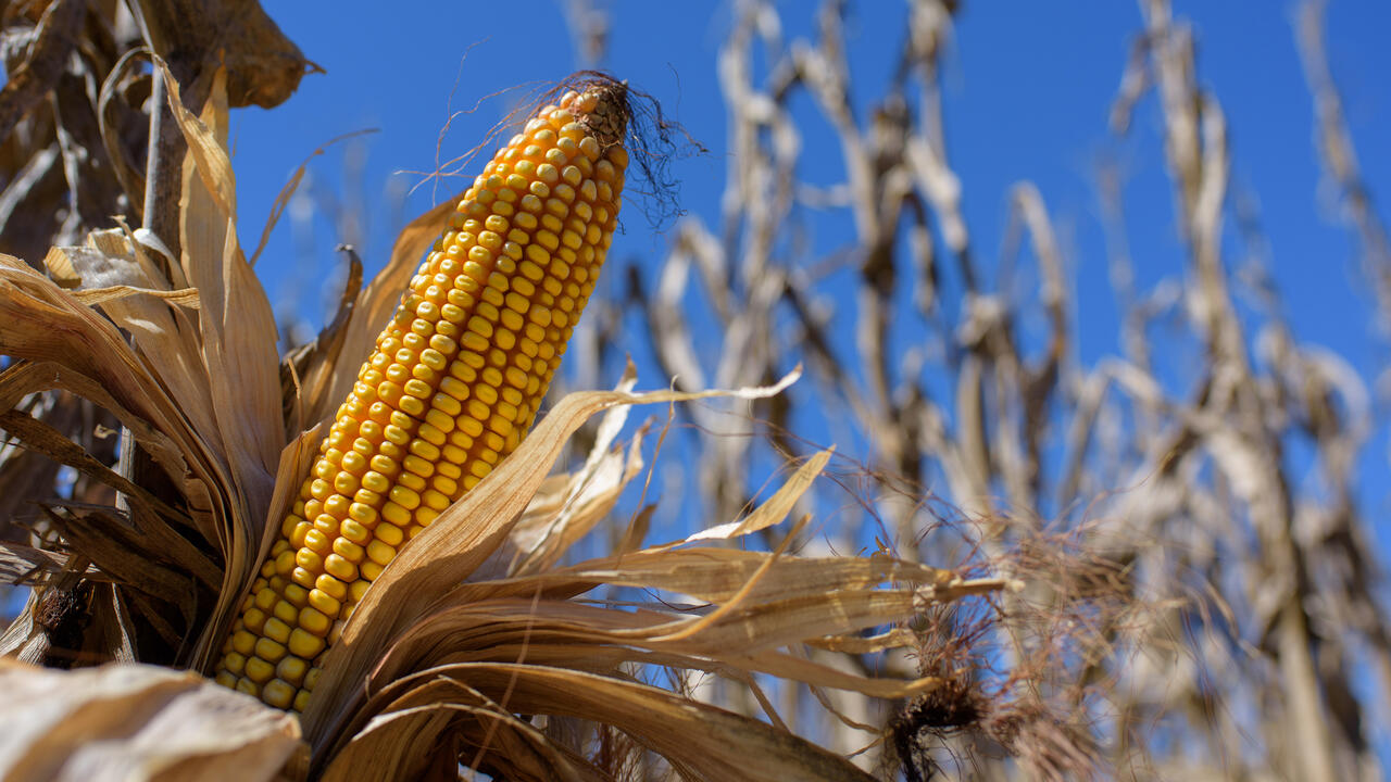 A close-up of an ear of corn.