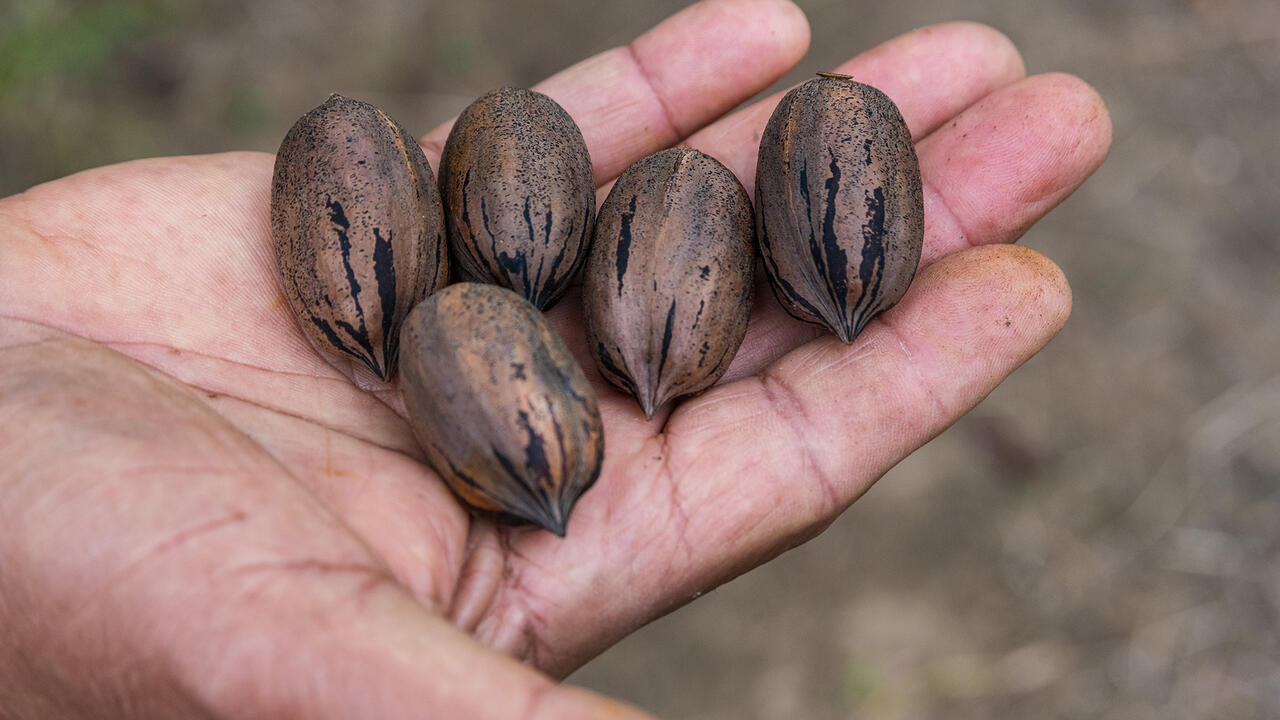 A hand holds five pecans.