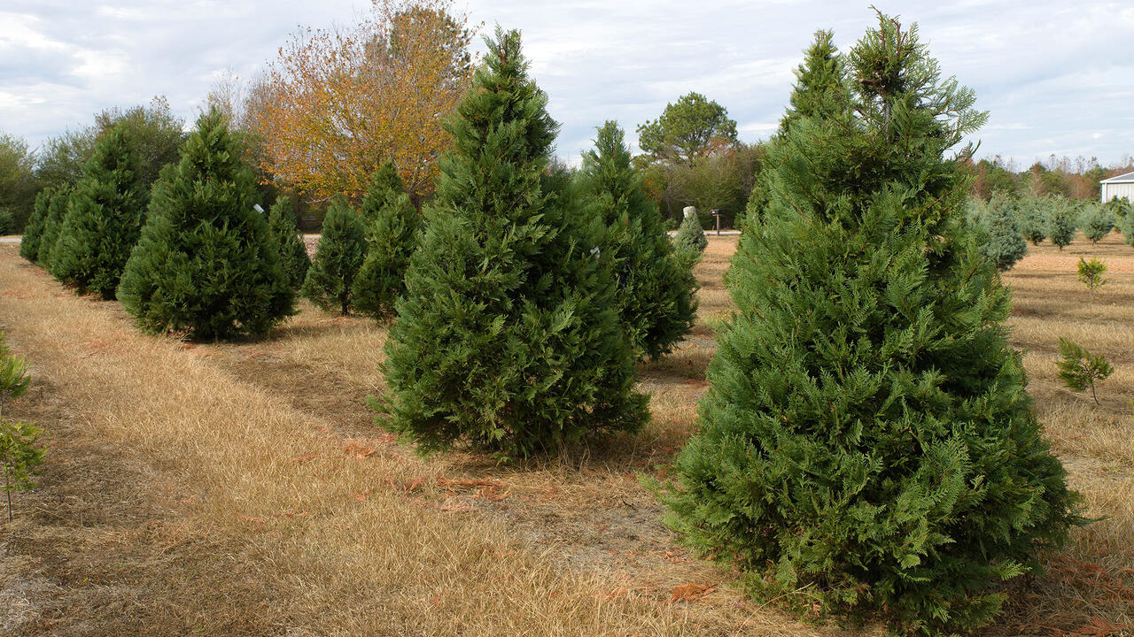 Christmas trees of various sizes stand at Worthey Tree Farm in Amory, Mississippi.