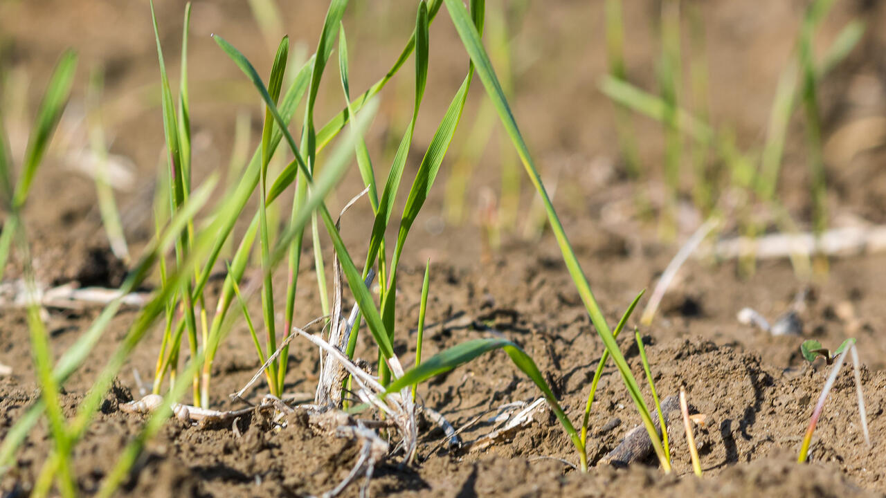Tiny, grassy plants.