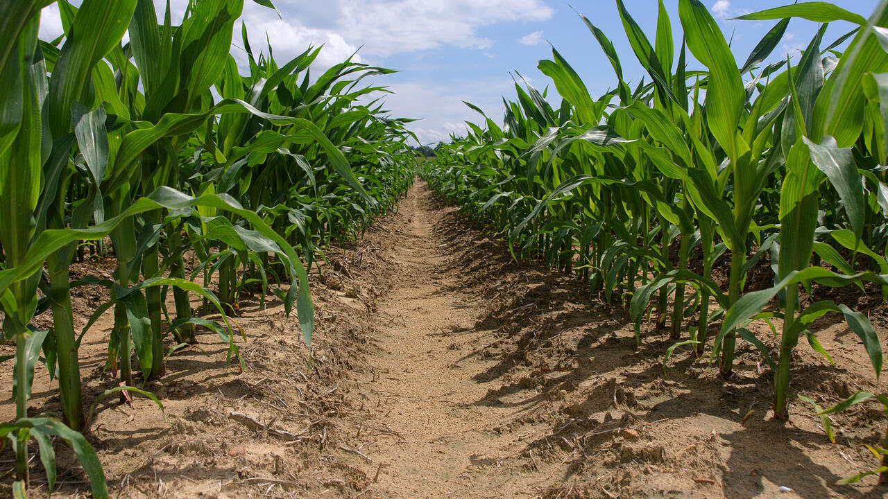 Rows of corn stalks in a field with the sky in the background.