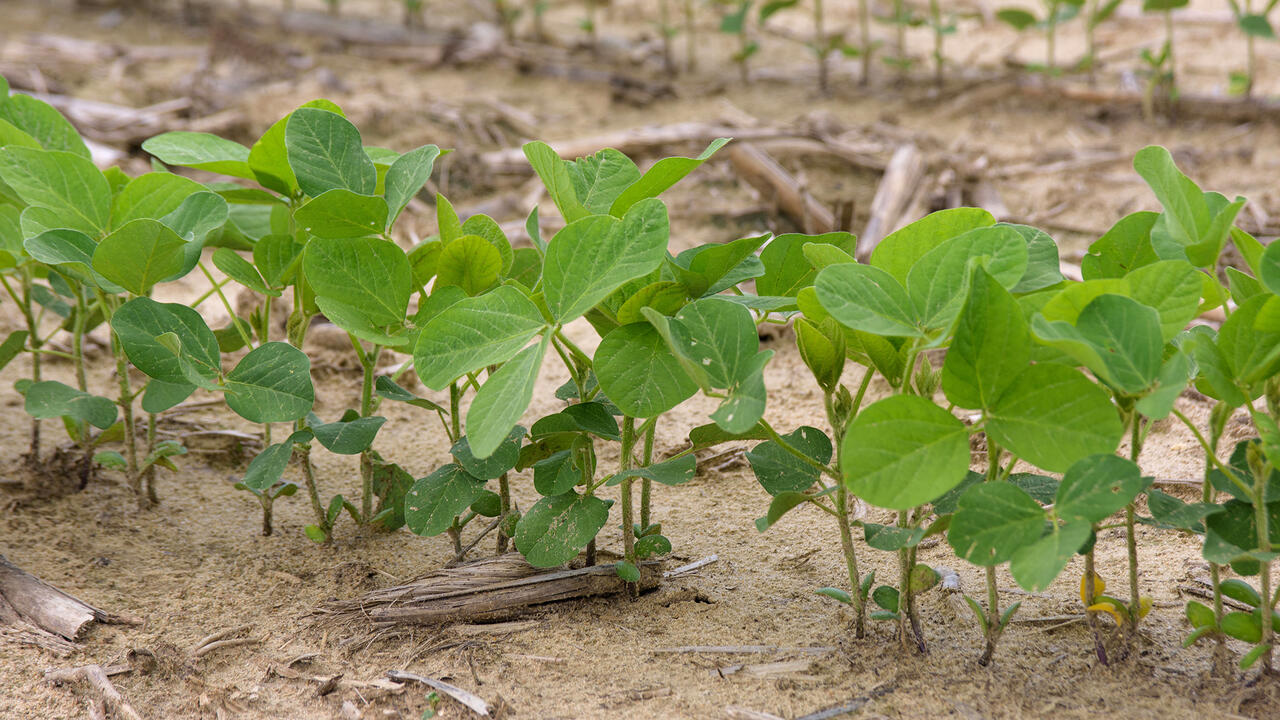 Small soybean plants grow in a crowded row.