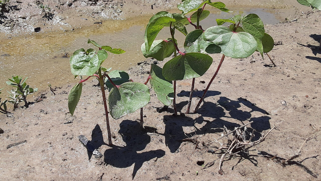 A cluster of small plants have green leaves on reddish stems.