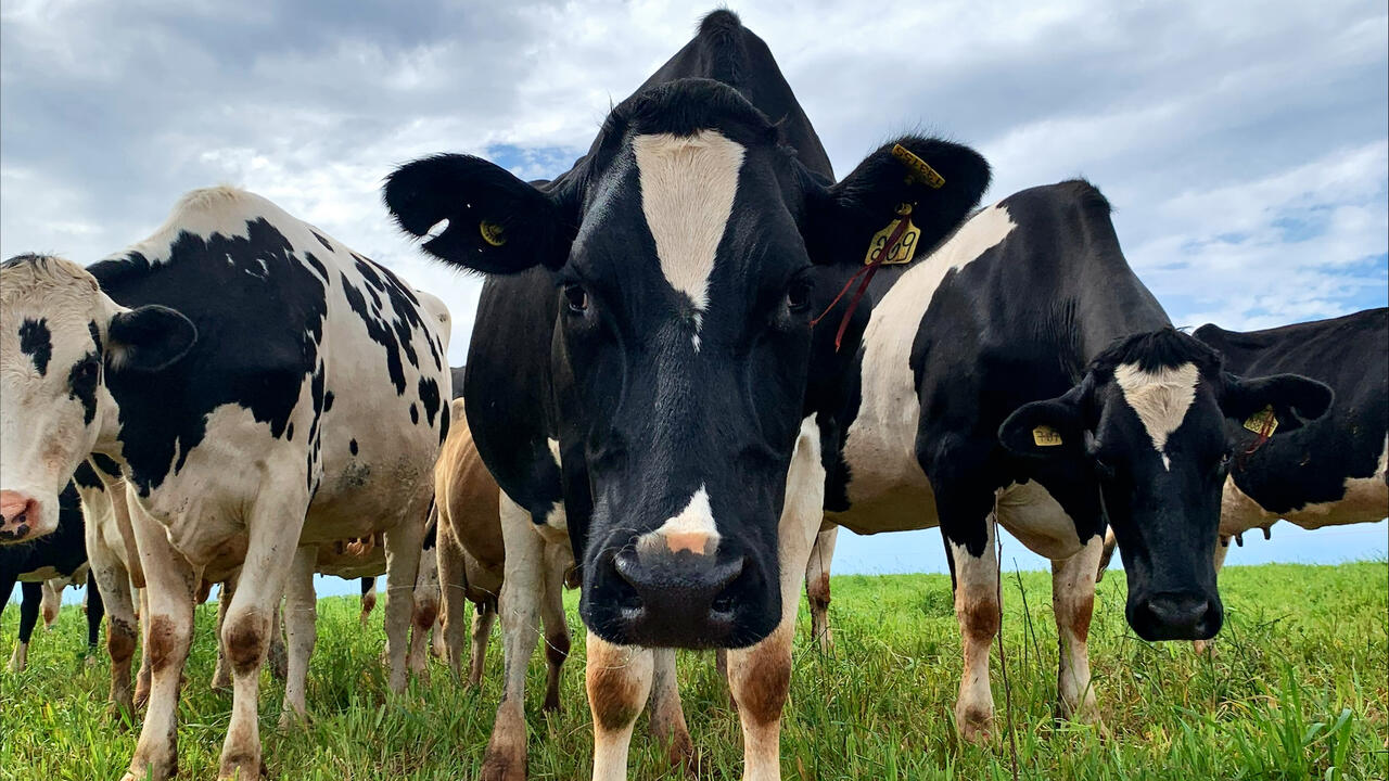 A small group of dairy cows  