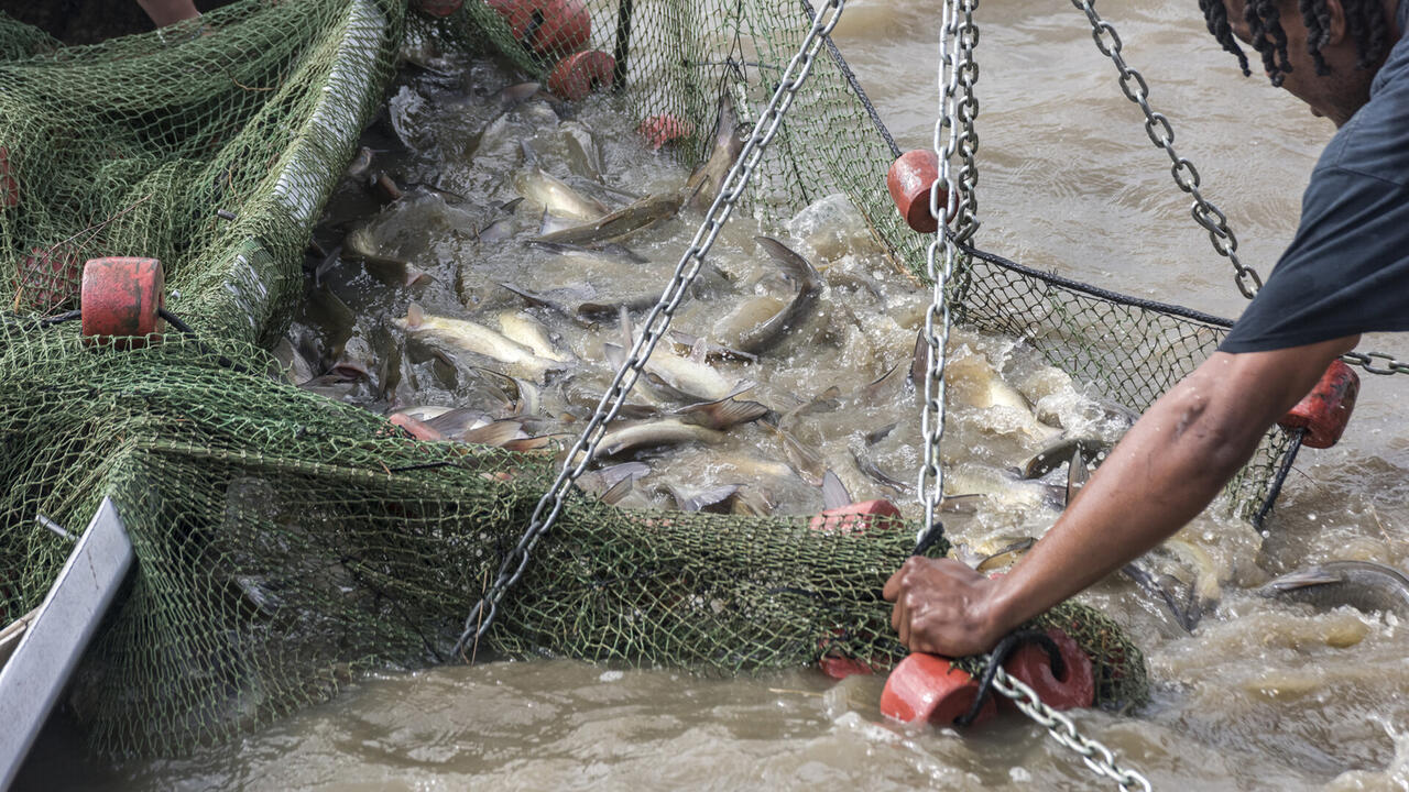 Catfish in a net