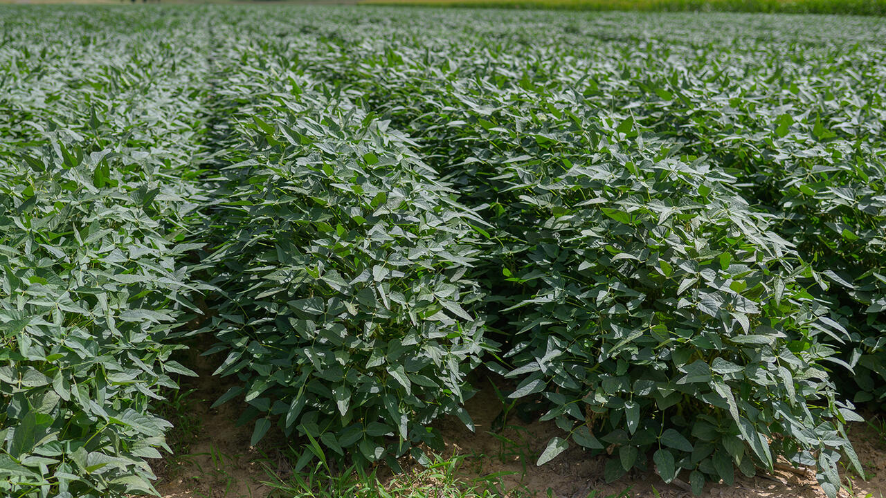 Bushy green plants grow tightly together in rows in a field.