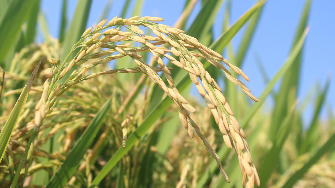 Rice kernels are seen on plants in a field.