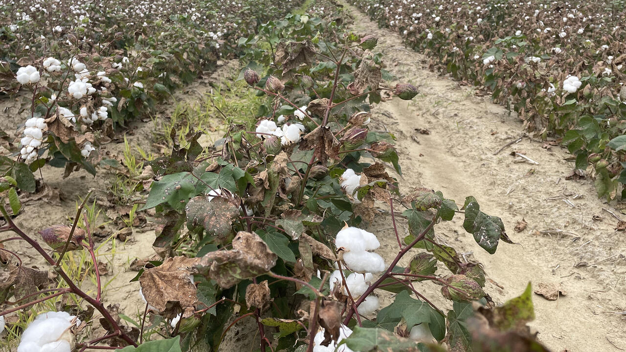 Dry cotton plants grow in rows in a field.