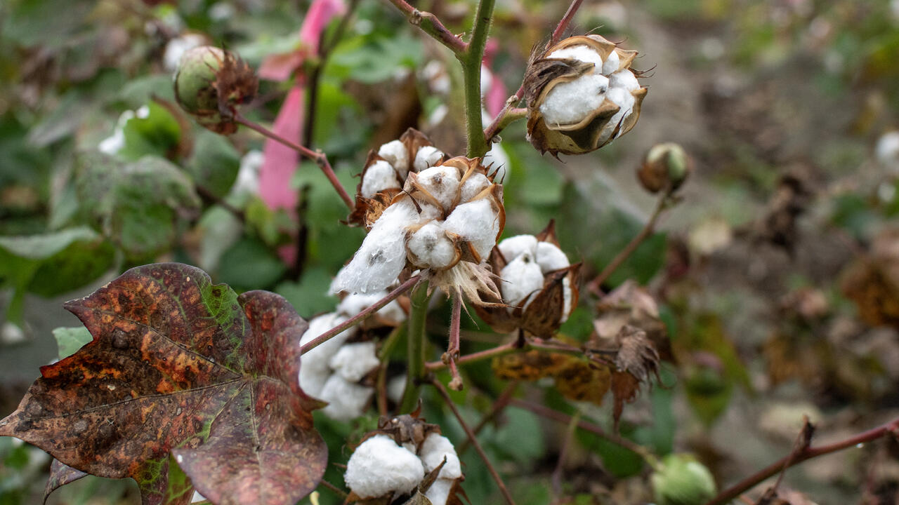 Wet cotton plant with open bolls.