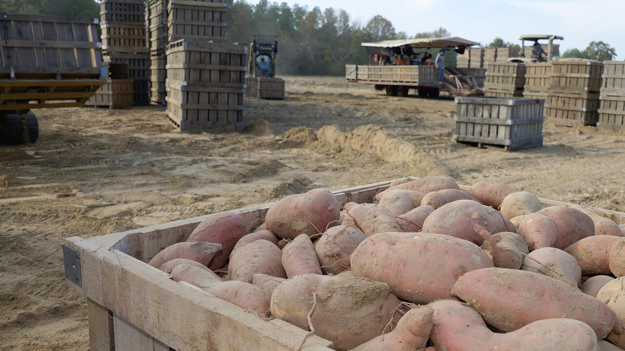 A crate of sweet potatoes sit in the foreground with many other crates in the background along with a digger and loading equipment.
