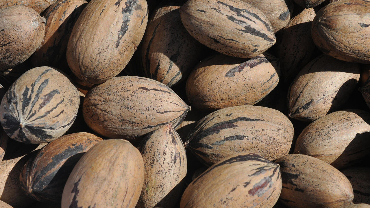 Brown pecans have black stripes.