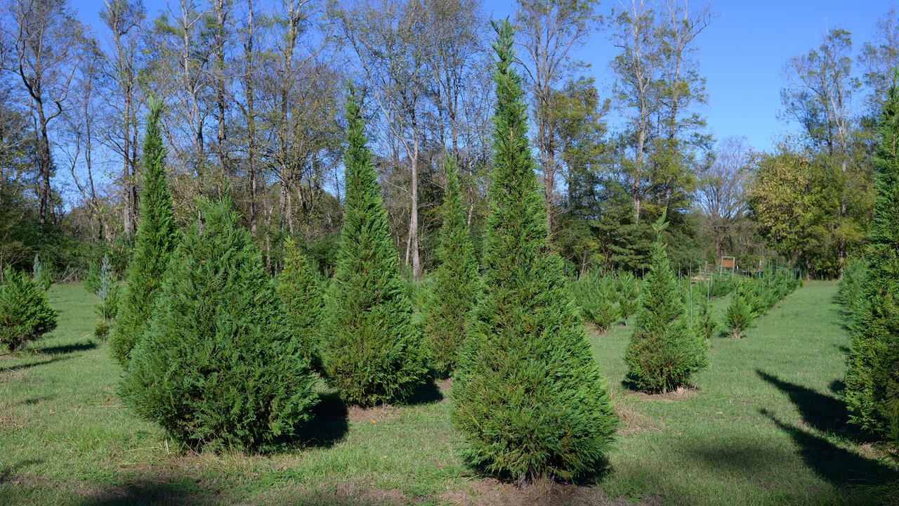 Christmas trees of various sizes grow in a field.