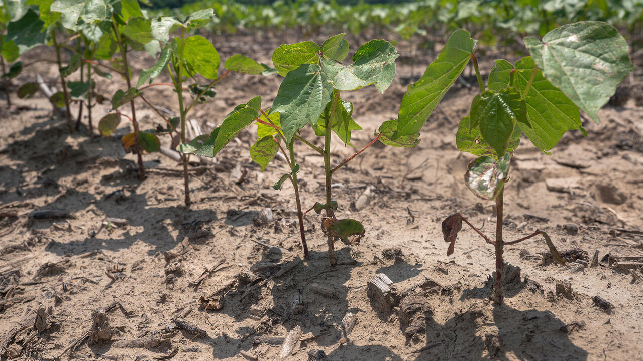 Part of a row of cotton plants in their infancy emerging from soil.