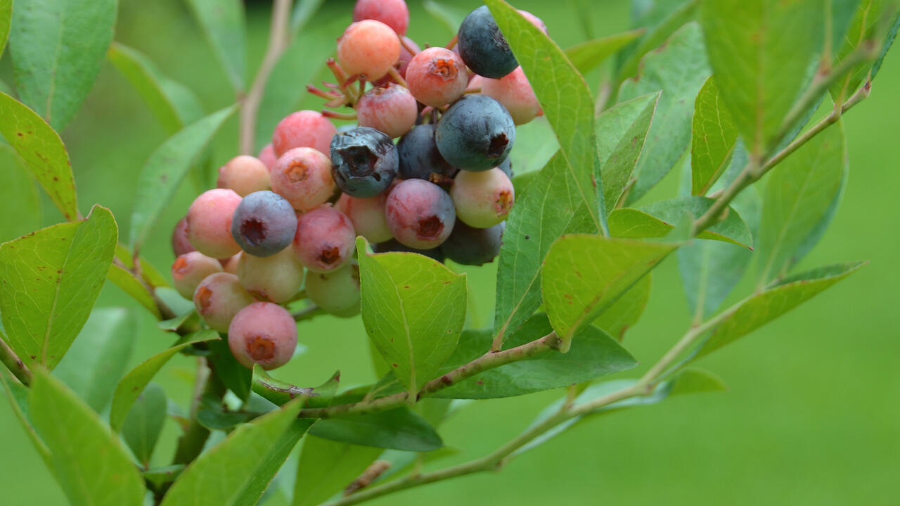 Blueberries ripen on a bush.