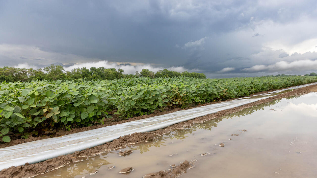 Water stands alongside a soybean field.