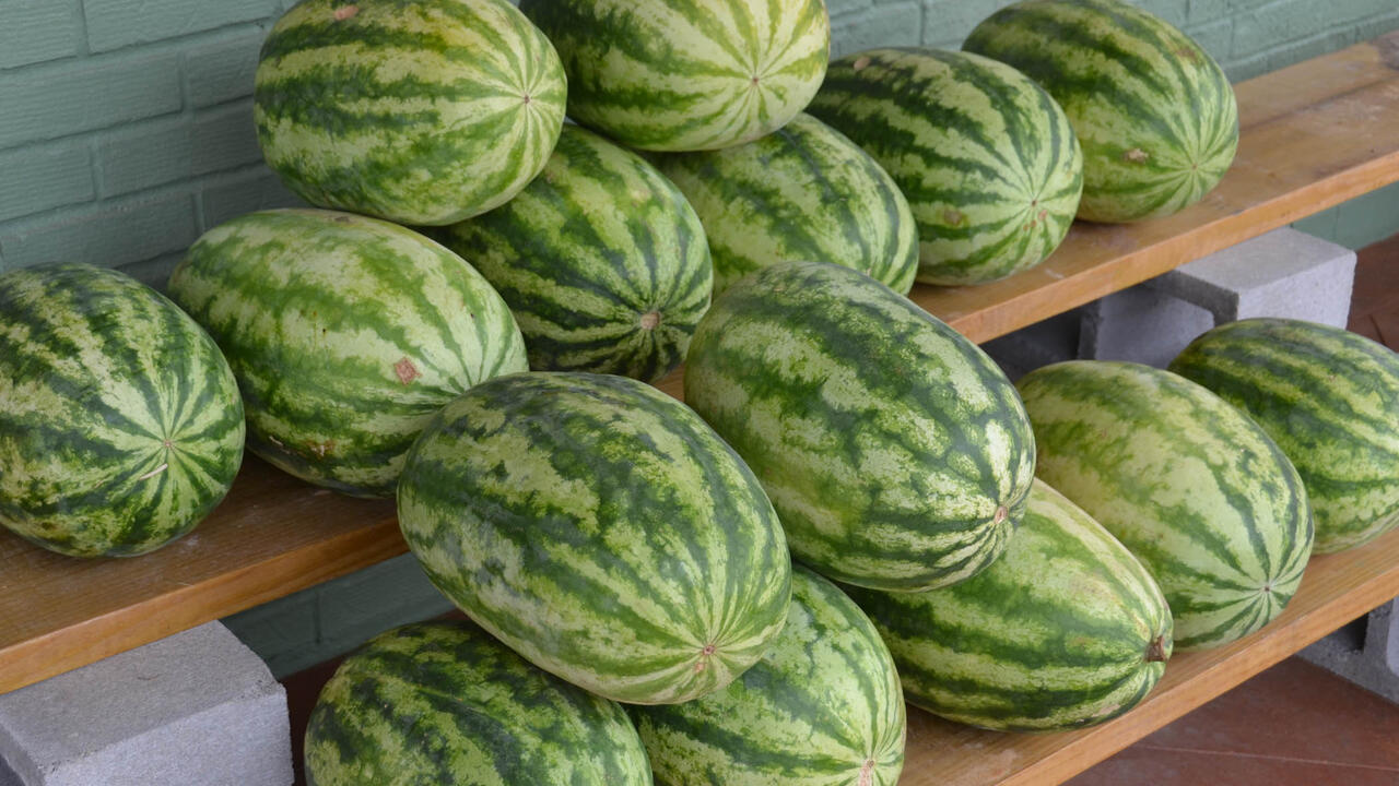 Watermelons sit on shelves outside a local market.