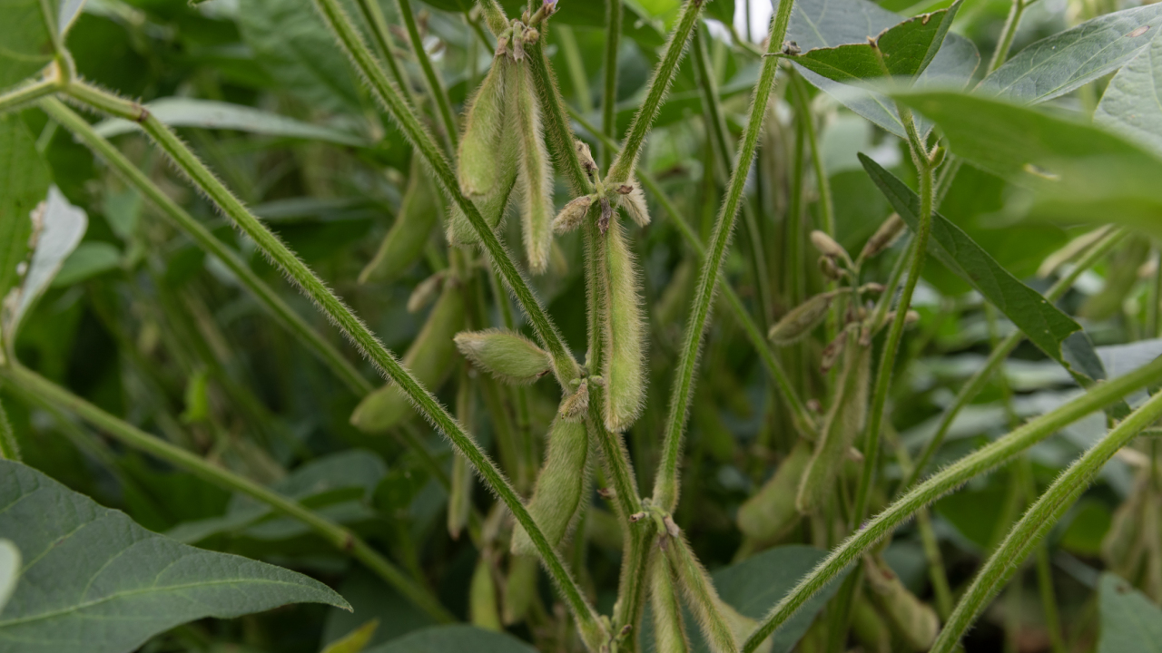 Green pods hang from a green soybean plant.