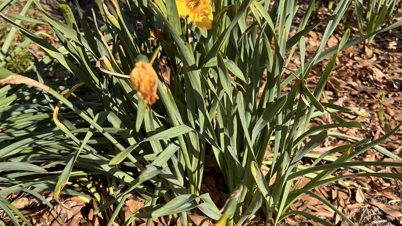 Frayed Daffodils