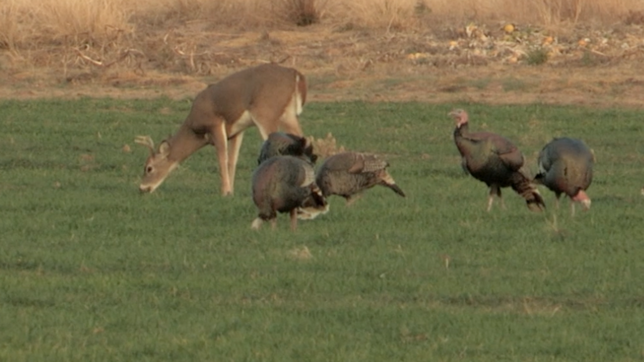 A young buck grazes behind four turkeys in a green, grassy food plot.