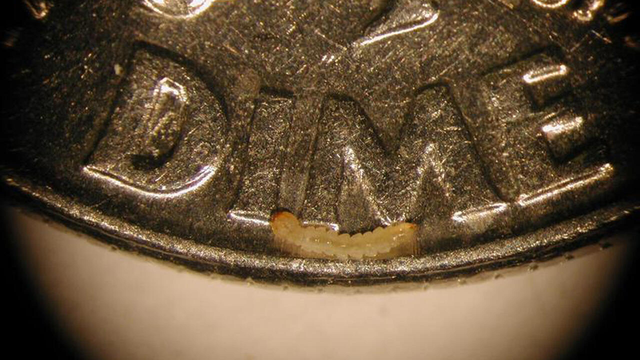 Emerald ash borer larva is shown on a dime.