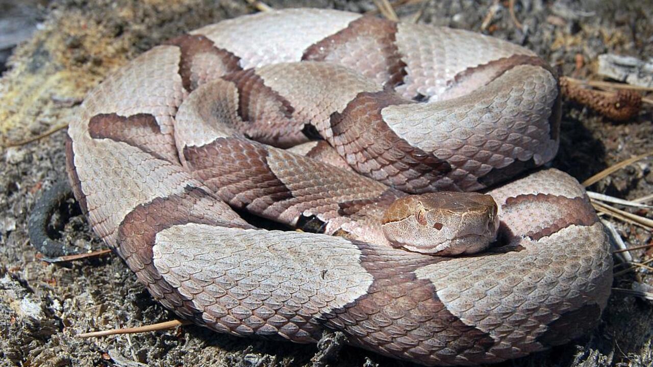 A coiled copperhead snake looks at the camera.