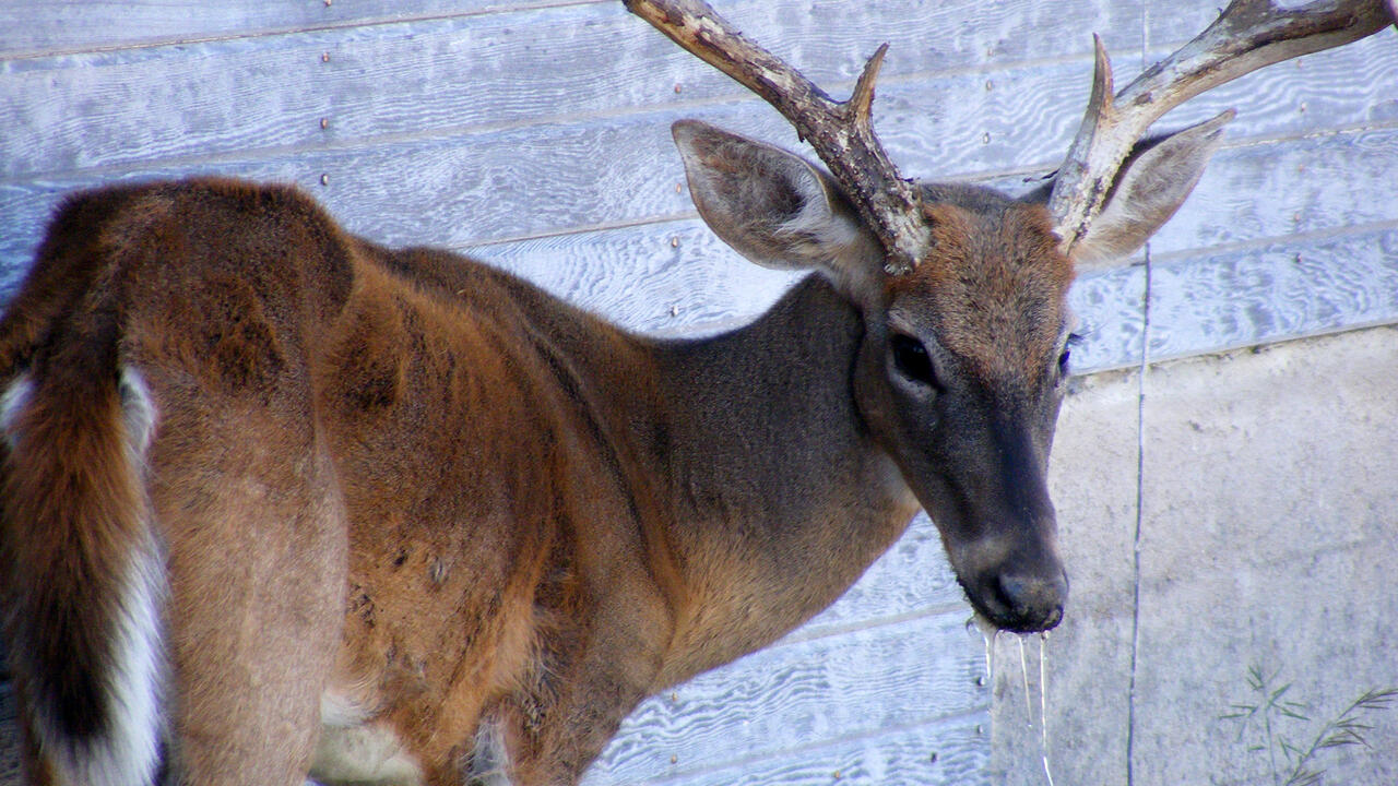 A thin, eight-point buck stands beside a wall with drool coming from his mouth.