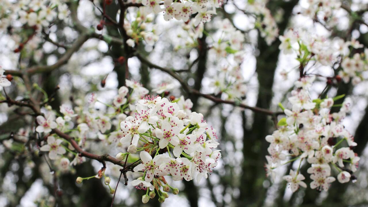 Bradford pear tree blooms