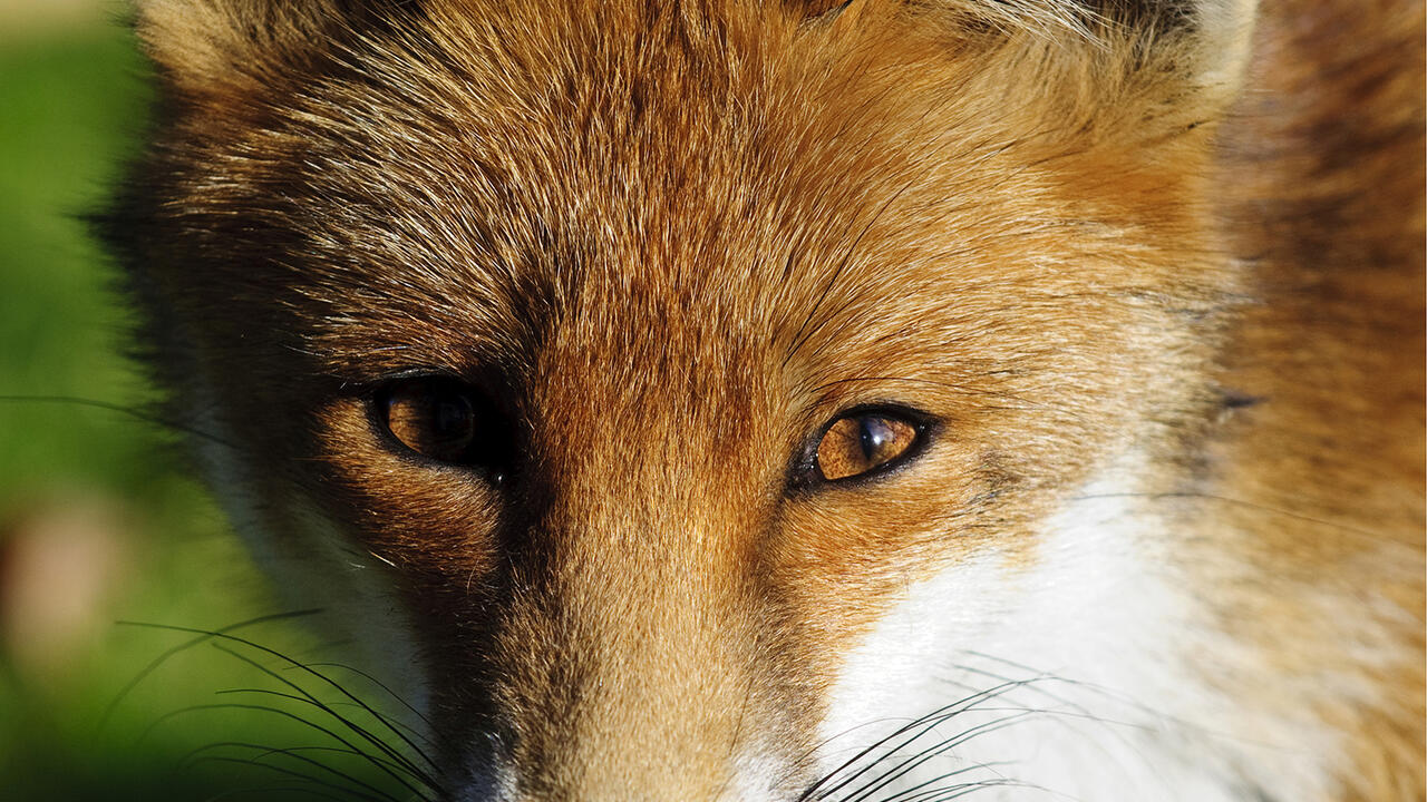 A red fox with a white neck.