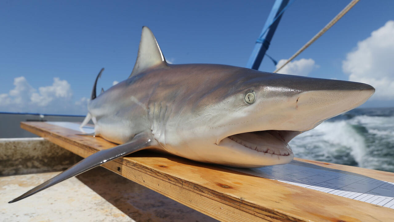 A gray shark with a white undercarriage and face sits atop a board on a boat.