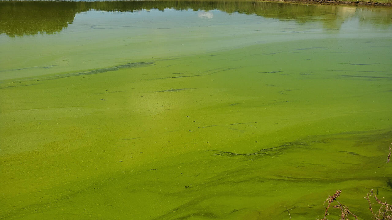 A pond with green film at the top.