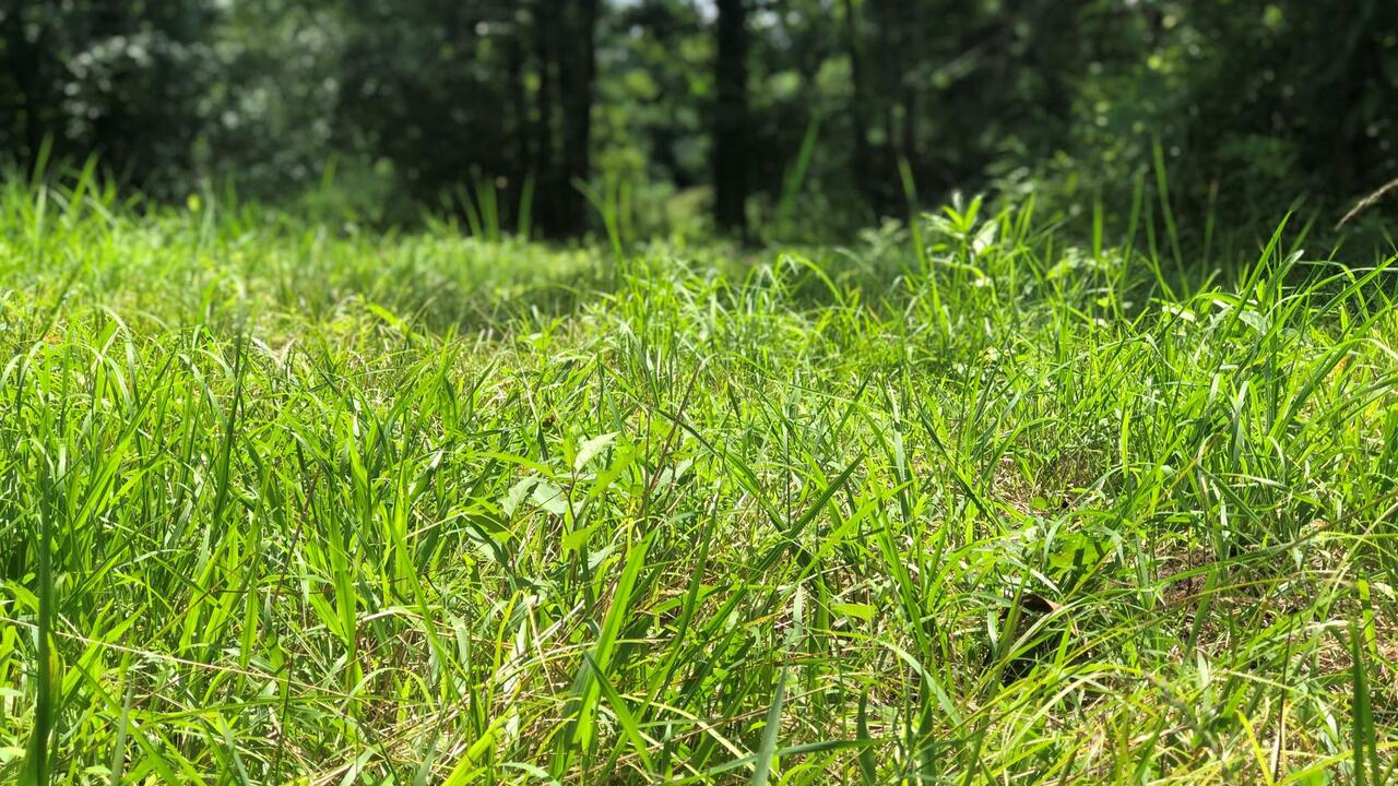 Tall grass grows in a field.