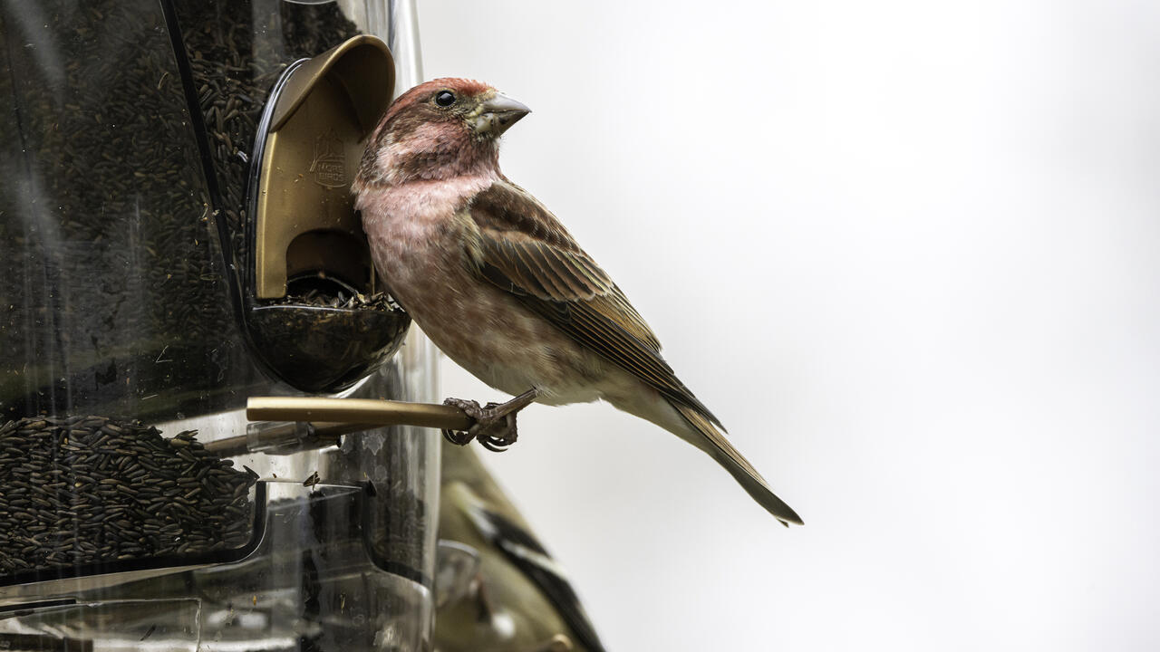 A bird eats seed from a feeder.