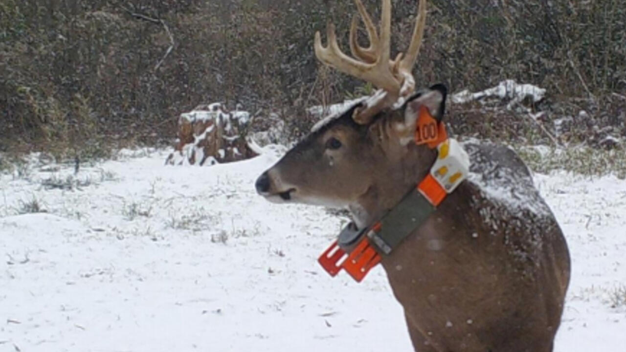 A deer with antlers standing in the snow.