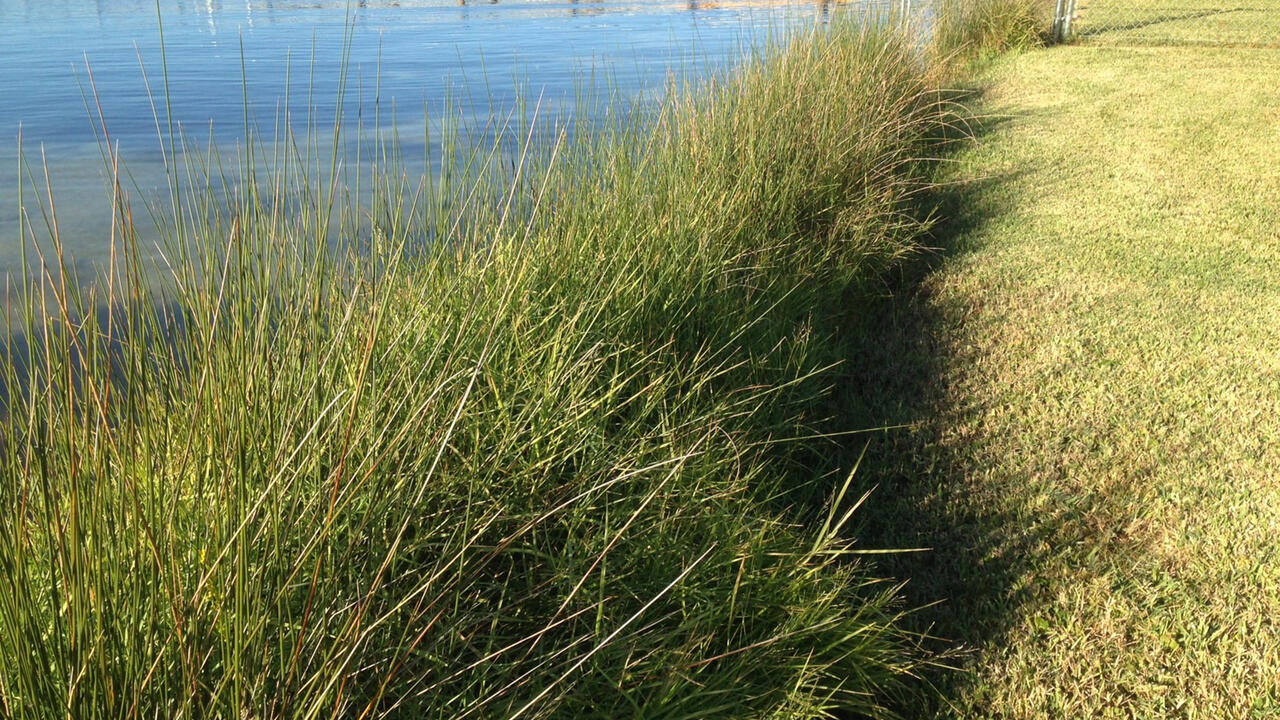 Tall grass protects water from invading dry land.