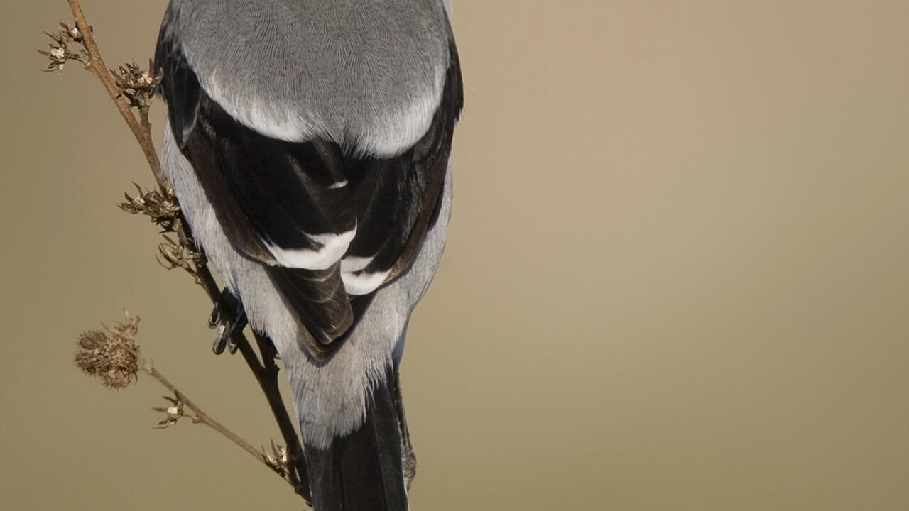 A bird with black and gray feathers perches on a stem.