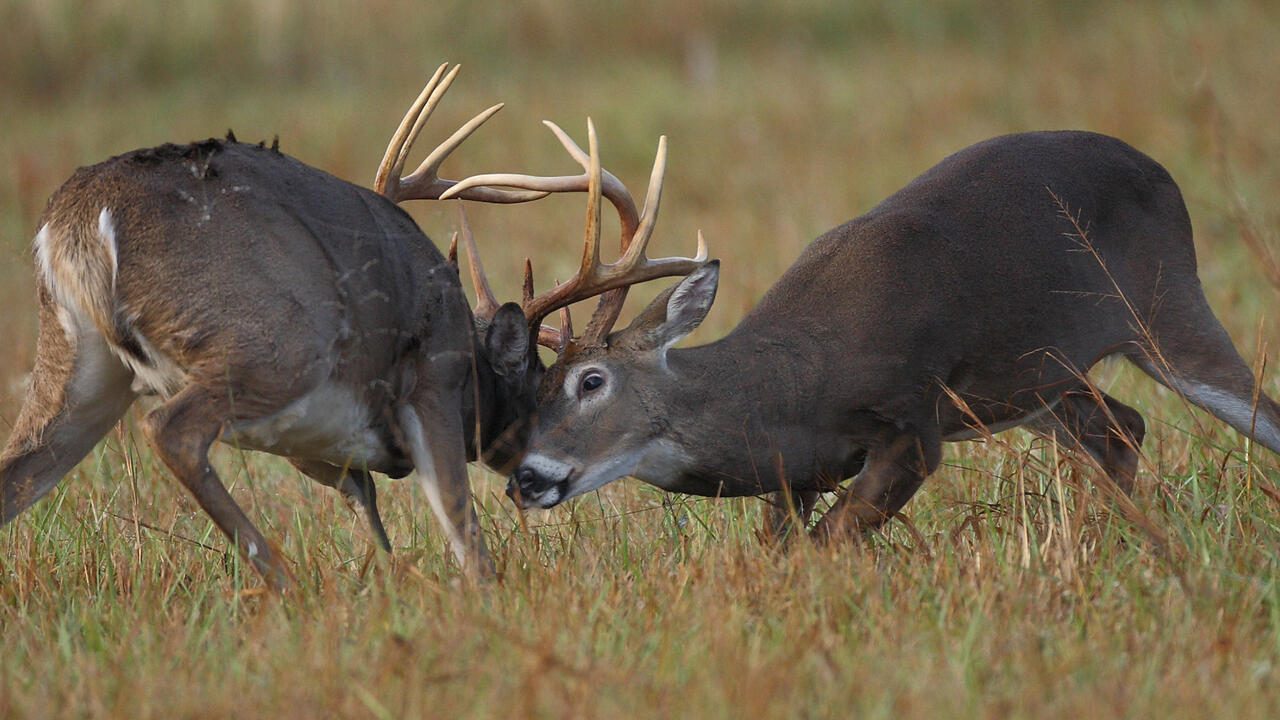 Two male deer locking horns