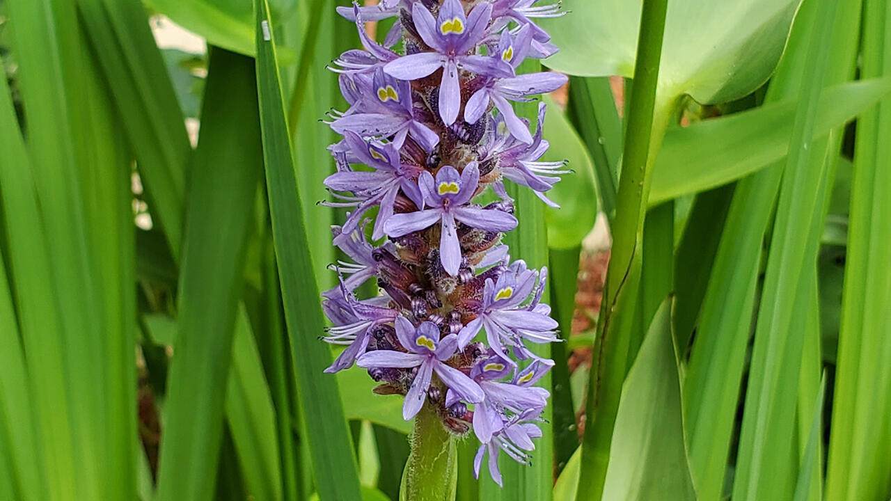 A tall, purple weed in the foreground with green grass in the back.