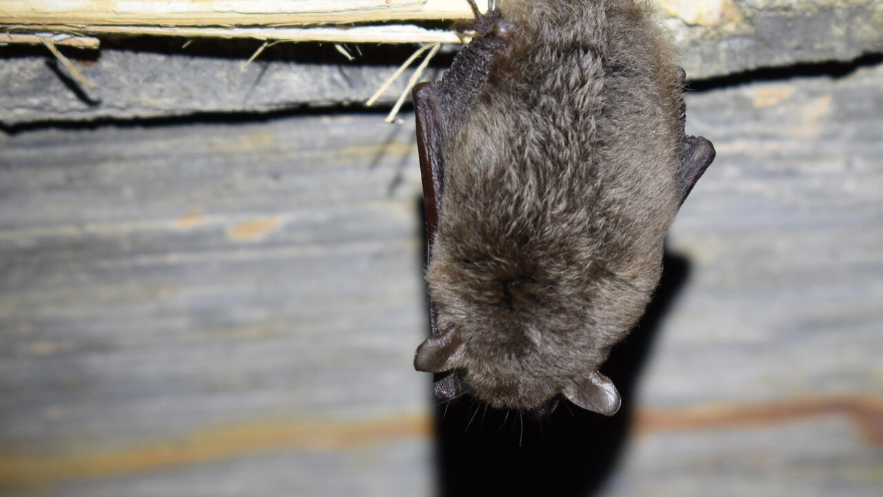A Southeastern myotis bat roosts in a culvert. 