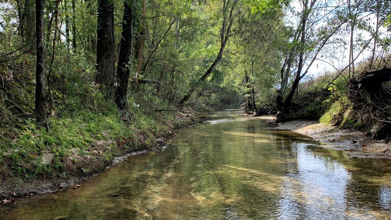 Creek with trees on the left providing shade and a steep bank on the right.