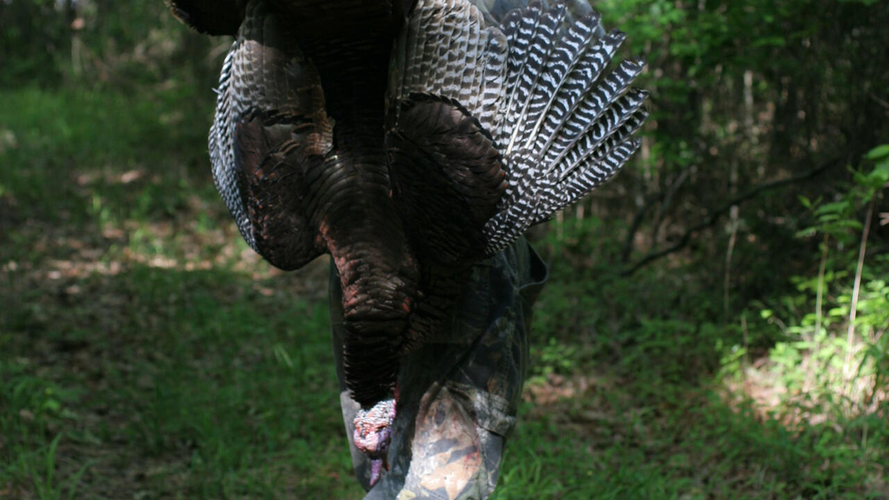 Hunter with harvested turkey on his back.