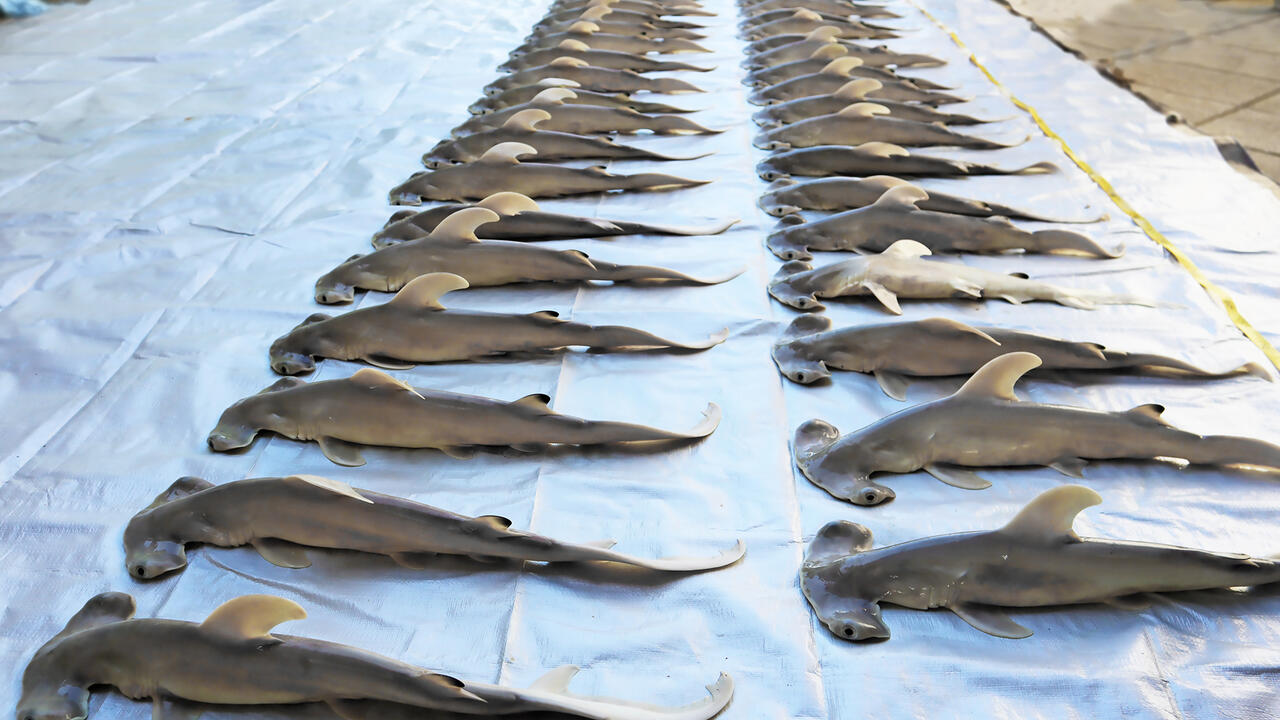 Two rows of deceased hammerhead baby sharks on top of a tarp