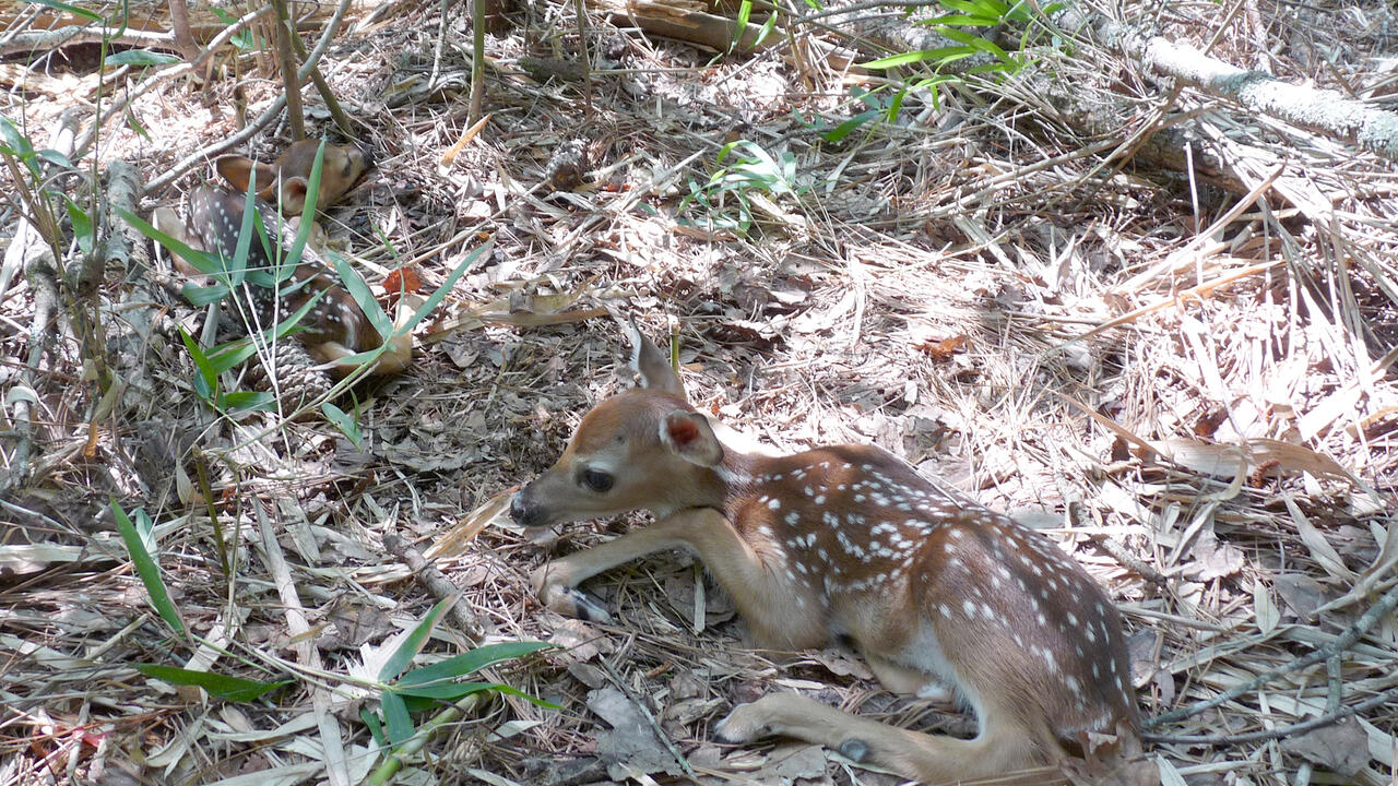 Brown baby fawn with white spots resting on a forest bed of leaves and pine needles.
