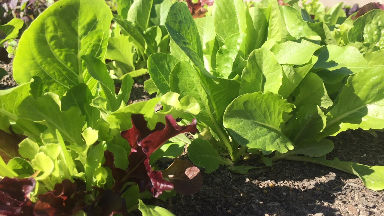 Several varieties of lettuces grow in a raised bed.  